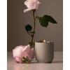 Steeped Rose