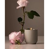 Steeped Rose